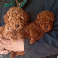 Barboncino toy champagne