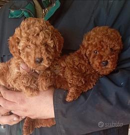 Barboncino toy champagne