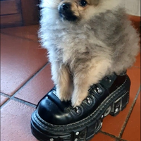 Volpino di pomerania toy