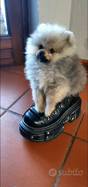 Volpino di pomerania toy