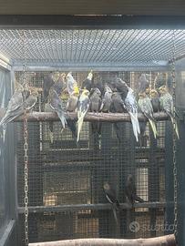 Calopsite pappagalli in molte mutazioni