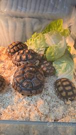 Tartarughe sulcata