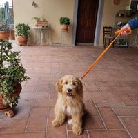Goldendoodle Maschio Cucciolo