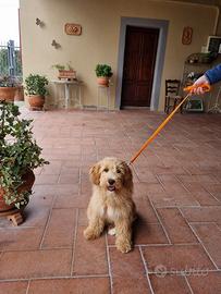 Goldendoodle Maschio Cucciolo
