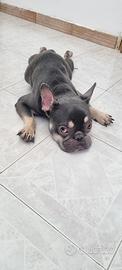 Bulldog francese esotico