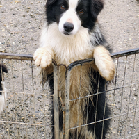 Border Collie cucciolone