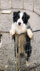 Border Collie cucciolone
