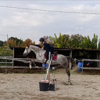 Cavallo da salto ostacoli