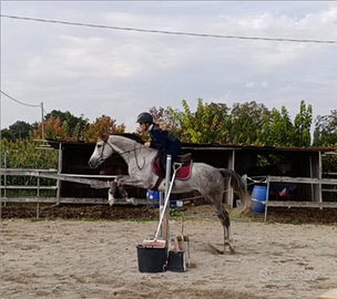 Cavallo da salto ostacoli