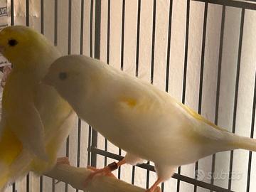 Canarini gialli mosaici