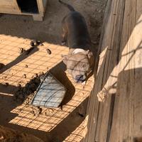 Pitbull blu noise femmina