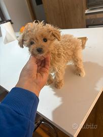 Maltipoo e barboncino