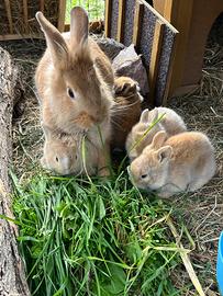 Coniglieto testa di leone