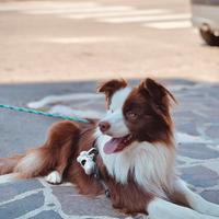 Border collie maschio disponibile per monta