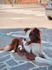 Border collie maschio disponibile per monta