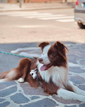 Border collie maschio disponibile per monta