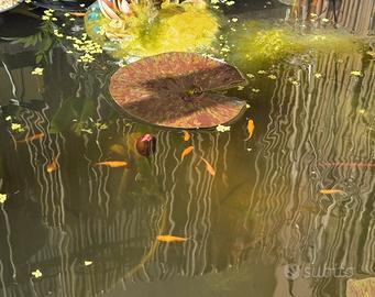 Oryzias latipes red king 1femmina+1maschio