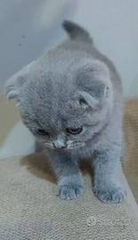Scottish fold e straight