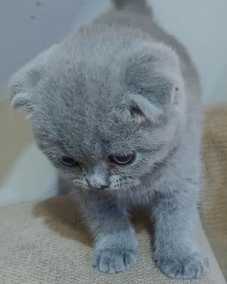 Scottish fold e straight