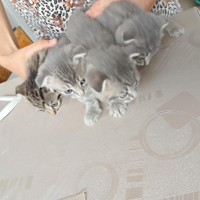 Gattini Scottish Fold