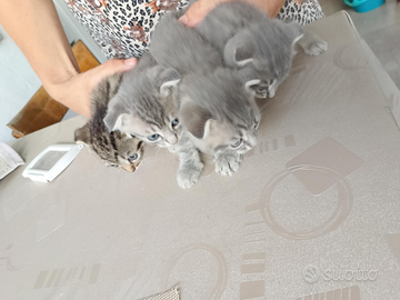 Gattini Scottish Fold