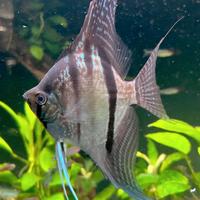 COPPIA Scalare Sau Gabriel