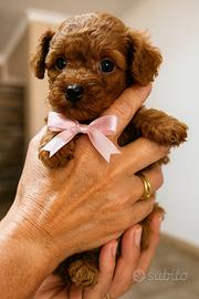 Barboncino red mini con pedigree enci