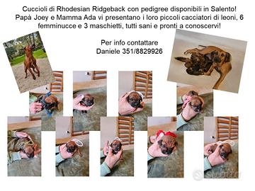 Rhodesian Ridgeback il cane per la caccia al leon