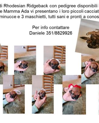 Rhodesian Ridgeback il cane per la caccia al leone