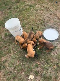 Cuccioli di segugio maremmano