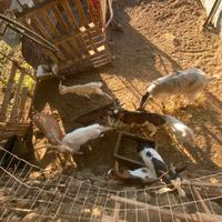 Capre sia nane che normali