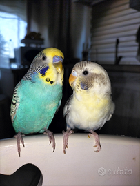 Due cocorite allevate a mano in coppia