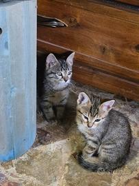 Due micetti tigrate vaccinate