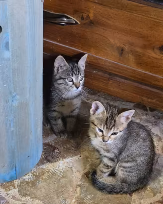 Due micetti tigrate vaccinate