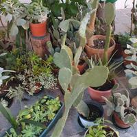 PIANTE DI VARIO TIPO E DIMENSIONI