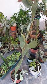 PIANTE DI VARIO TIPO E DIMENSIONI