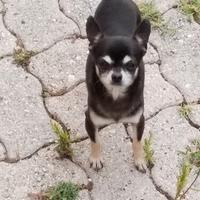 Cane chihuahua