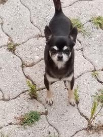 Cane chihuahua