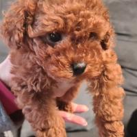 Barbone figlio di 2 MINI TOY