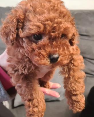 Barbone figlio di 2 MINI TOY