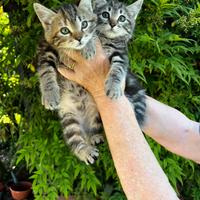 Certosino x Bengala (gattini tigrati)