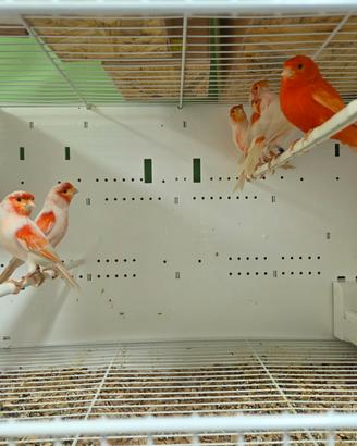Animali