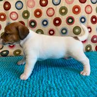 Cuccioli Jack Russell Pelo Liscio con Pedigree