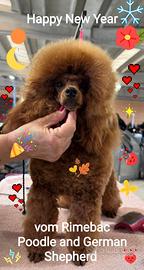 Barboncini toy con pedigree