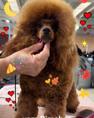Barboncini toy con pedigree