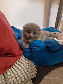 Gattini scottish straight e fold