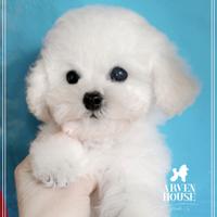 Barboncino bianco toy piccolo