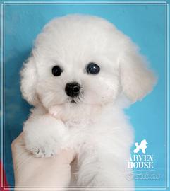 Barboncino bianco toy piccolo