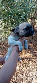 Bulldog francesi