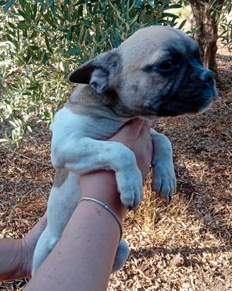 Bulldog francesi